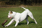 male American Bulldog