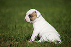 American Bulldog Puppy