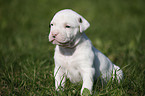 American Bulldog Puppy