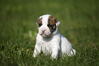 American Bulldog Puppy