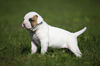 American Bulldog Puppy