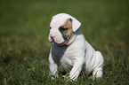 American Bulldog Puppy