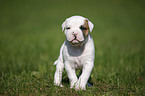 American Bulldog Puppy