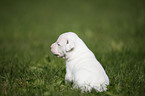 American Bulldog Puppy