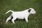 American Bulldog Puppy