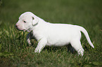 American Bulldog Puppy