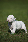 American Bulldog Puppy