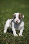 American Bulldog Puppy