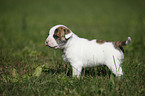 American Bulldog Puppy