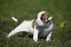 American Bulldog Puppy