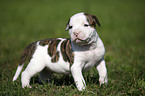 American Bulldog Puppy