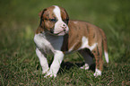 American Bulldog Puppy