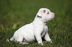 American Bulldog Puppy