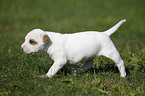 American Bulldog Puppy