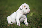 American Bulldog Puppy