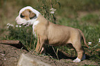 American Bulldog Puppy