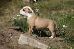 American Bulldog Puppy