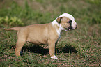 American Bulldog Puppy