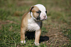 American Bulldog Puppy