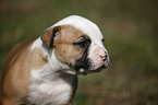 American Bulldog Puppy