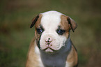 American Bulldog Puppy