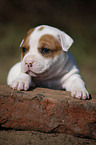 American Bulldog Puppy