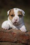 American Bulldog Puppy