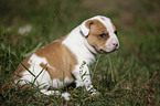 American Bulldog Puppy