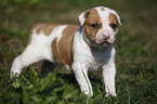 American Bulldog Puppy