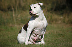 female American Bulldog