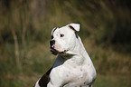 female American Bulldog