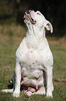 female American Bulldog