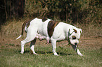 female American Bulldog