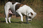 female American Bulldog