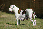 female American Bulldog