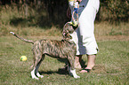 young American Bulldog