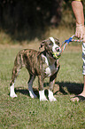 young American Bulldog