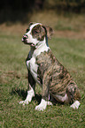 young American Bulldog