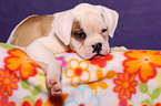 American Bulldog Puppy