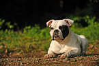 American Bulldog