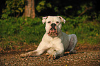 American Bulldog