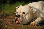 American Bulldog Portrait