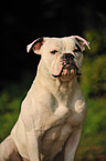 American Bulldog Portrait