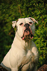 American Bulldog Portrait