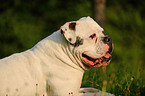 American Bulldog Portrait