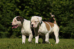 American Bulldog Puppies