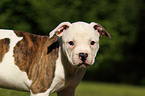 American Bulldog Puppy