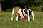 American Bulldog Puppies