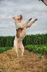 American Bulldog shows trick