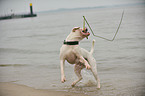 playing American Bulldog